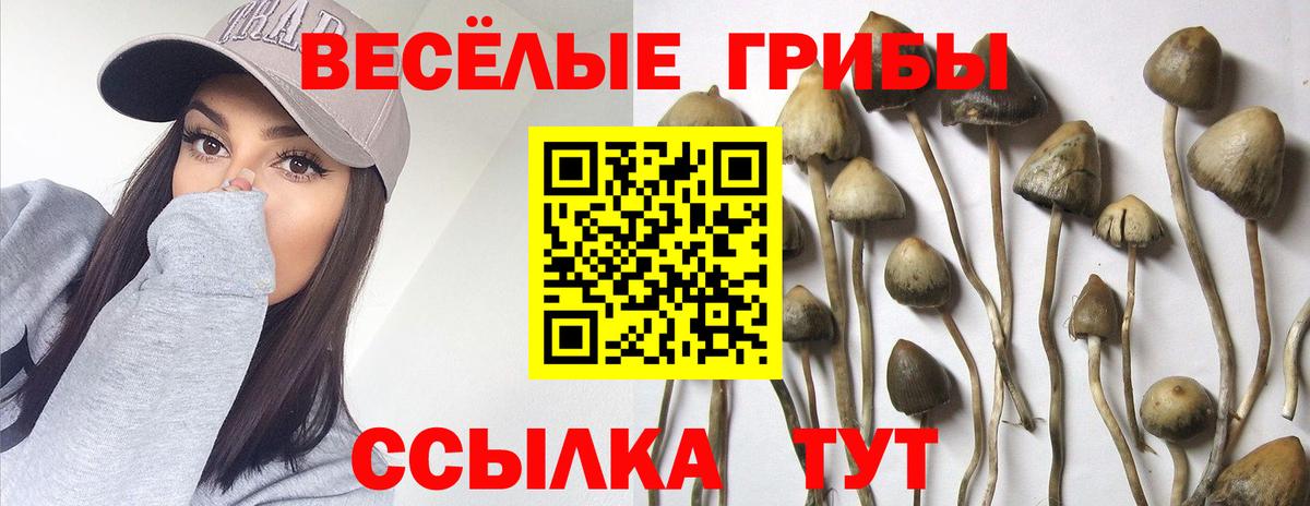 Псилоцибиновые грибы Psilocybine cubensis Медногорск